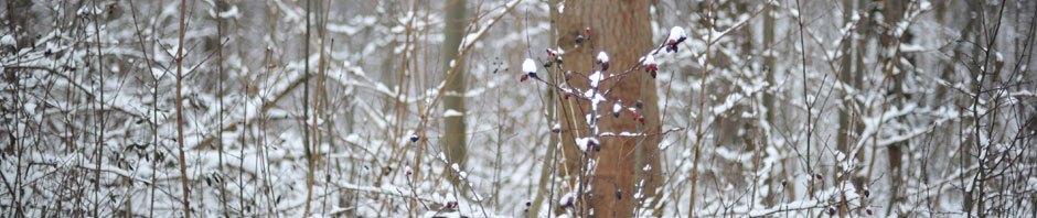 Ocean State Women's Golf Association